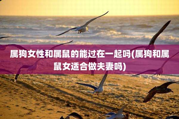 属狗女性和属鼠的能过在一起吗(属狗和属鼠女适合做夫妻吗)