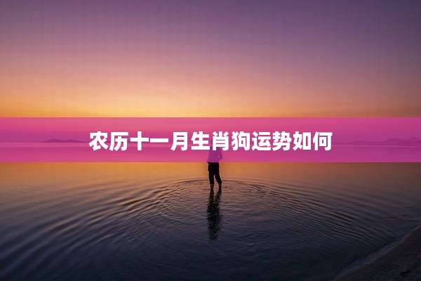 农历十一月生肖狗运势如何
