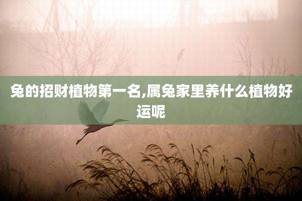 兔的招财植物第一名,属兔家里养什么植物好运呢