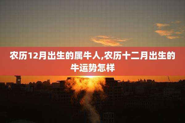 农历12月出生的属牛人,农历十二月出生的牛运势怎样
