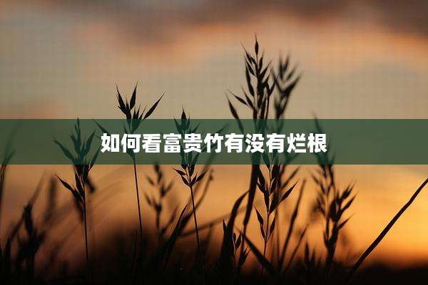 如何看富贵竹有没有烂根