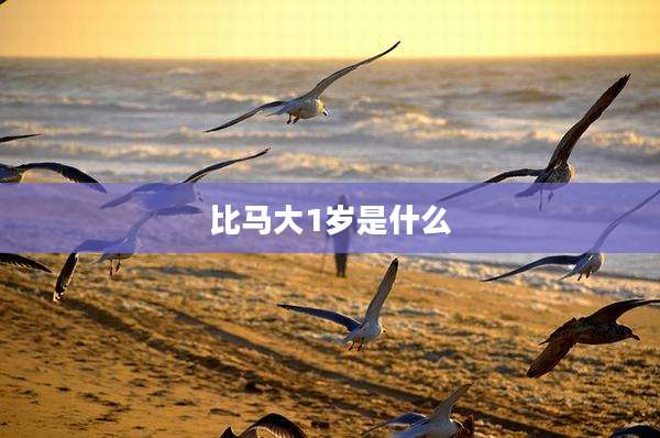 比马大1岁是什么