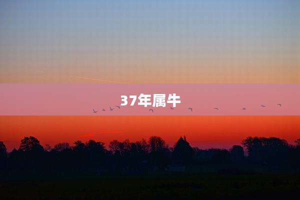 37年属牛
