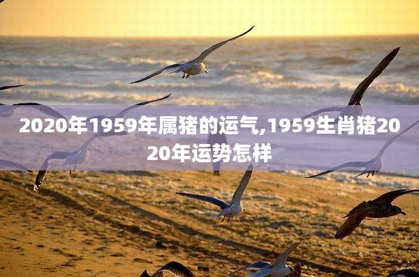 2020年1959年属猪的运气,1959生肖猪2020年运势怎样