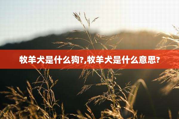牧羊犬是什么狗?,牧羊犬是什么意思?