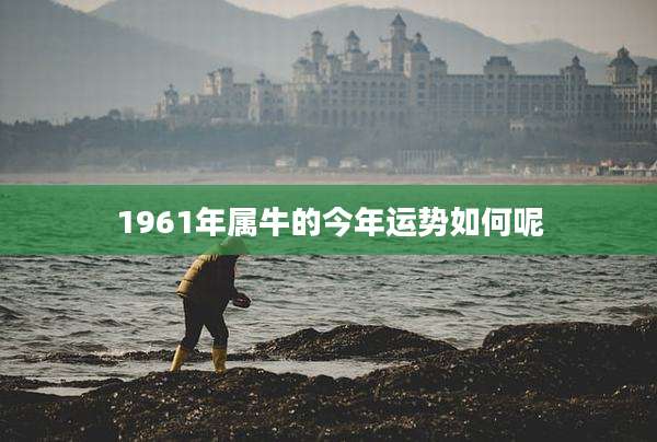 1961年属牛的今年运势如何呢