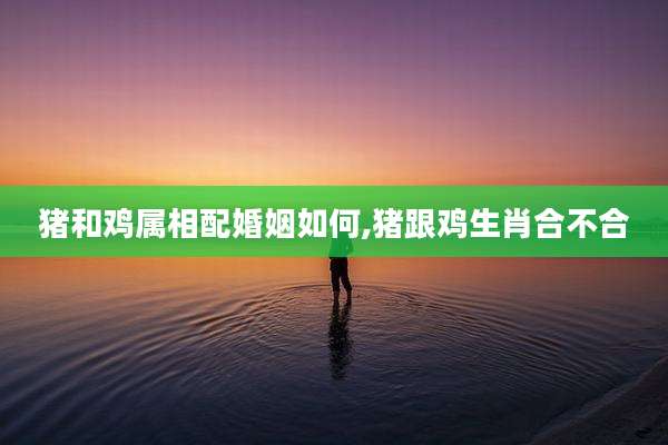 猪和鸡属相配婚姻如何,猪跟鸡生肖合不合