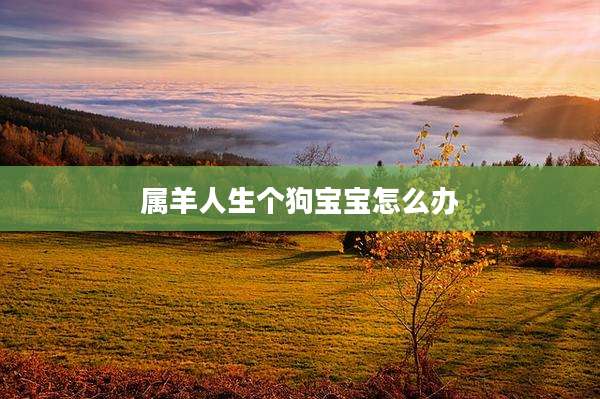属羊人生个狗宝宝怎么办