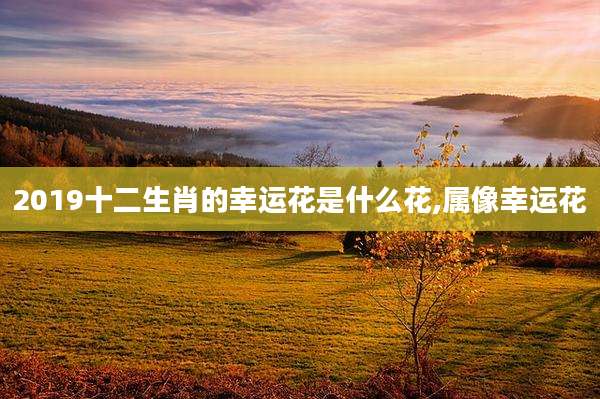 2019十二生肖的幸运花是什么花,属像幸运花