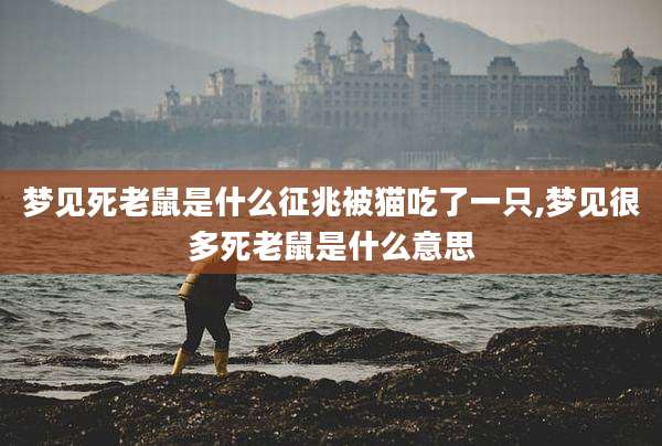 梦见死老鼠是什么征兆被猫吃了一只,梦见很多死老鼠是什么意思