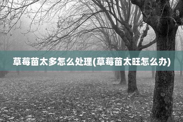 草莓苗太多怎么处理(草莓苗太旺怎么办)