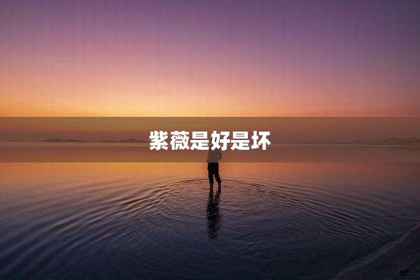 紫薇是好是坏
