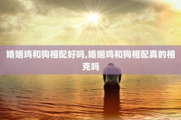 婚姻鸡和狗相配好吗,婚姻鸡和狗相配真的相克吗