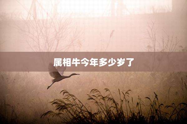 属相牛今年多少岁了