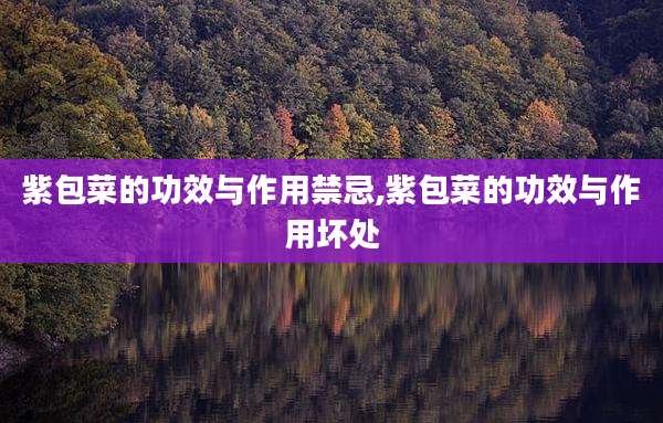 紫包菜的功效与作用禁忌,紫包菜的功效与作用坏处