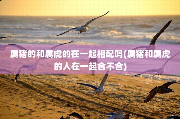 属猪的和属虎的在一起相配吗(属猪和属虎的人在一起合不合)