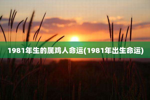 1981年生的属鸡人命运(1981年出生命运)