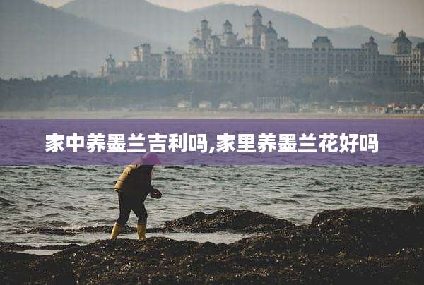 家中养墨兰吉利吗,家里养墨兰花好吗