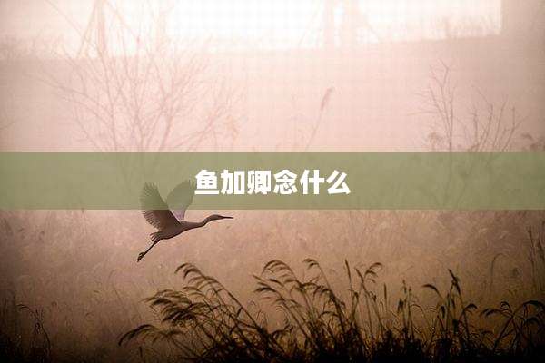 鱼加卿念什么