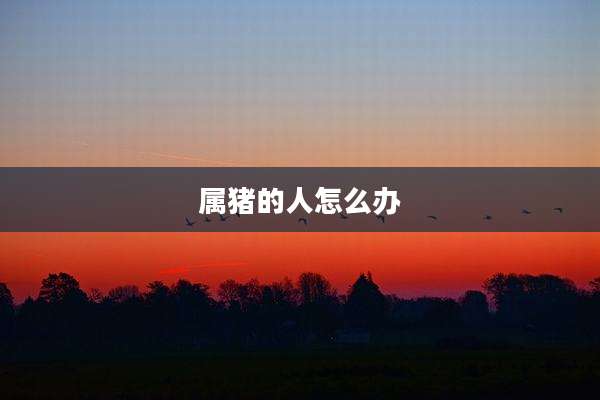 属猪的人怎么办