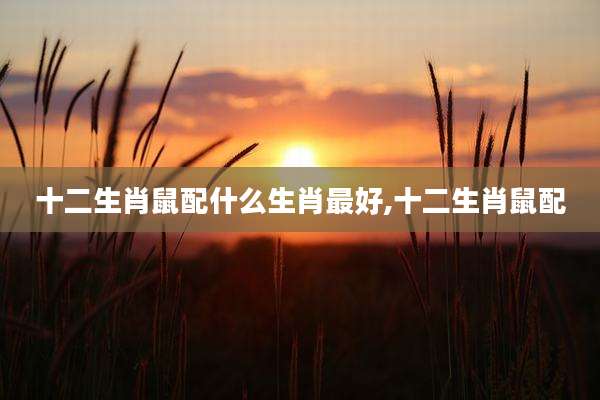 十二生肖鼠配什么生肖最好,十二生肖鼠配