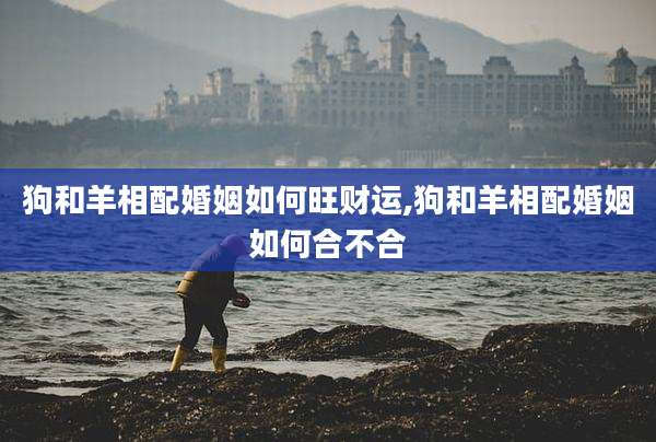 狗和羊相配婚姻如何旺财运,狗和羊相配婚姻如何合不合