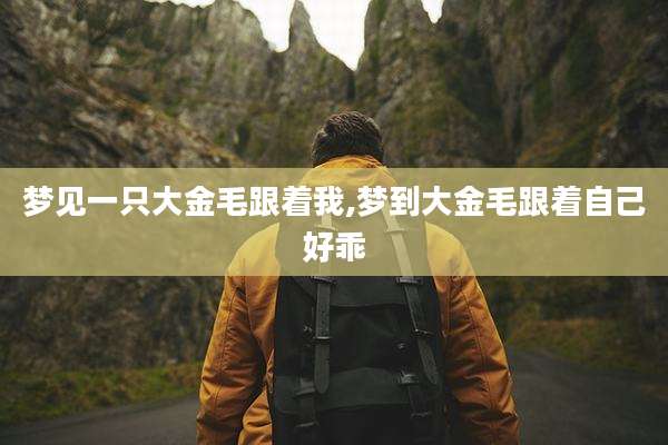 梦见一只大金毛跟着我,梦到大金毛跟着自己好乖
