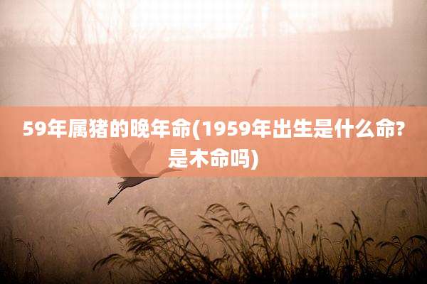 59年属猪的晚年命(1959年出生是什么命?是木命吗)