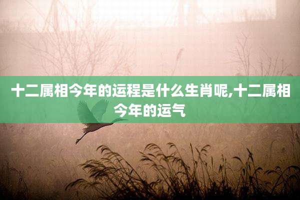 十二属相今年的运程是什么生肖呢,十二属相今年的运气