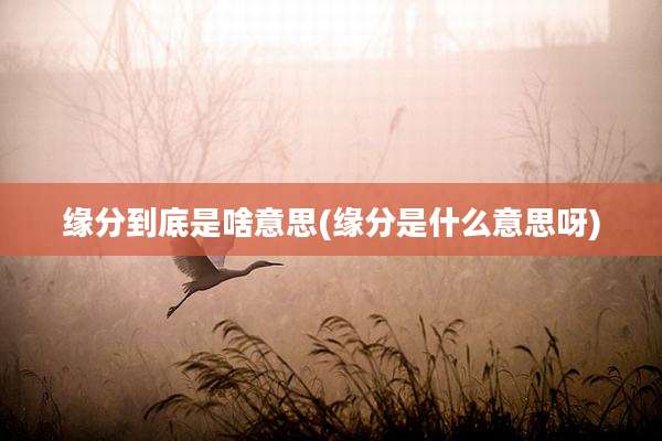 缘分到底是啥意思(缘分是什么意思呀)