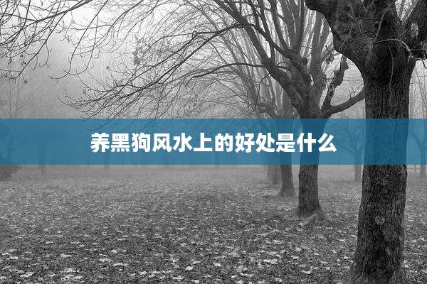 养黑狗风水上的好处是什么