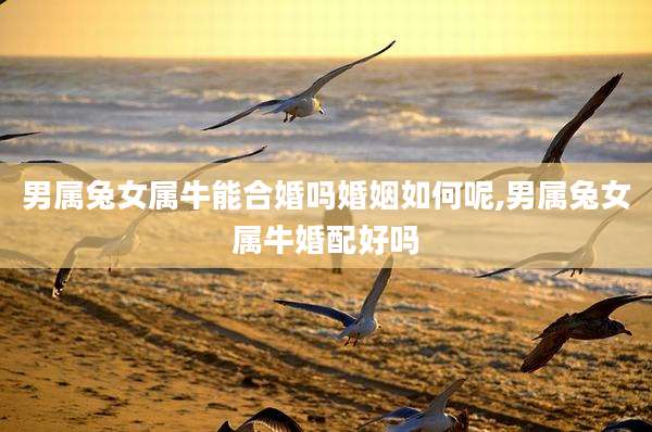 男属兔女属牛能合婚吗婚姻如何呢,男属兔女属牛婚配好吗