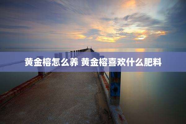 黄金榕怎么养 黄金榕喜欢什么肥料