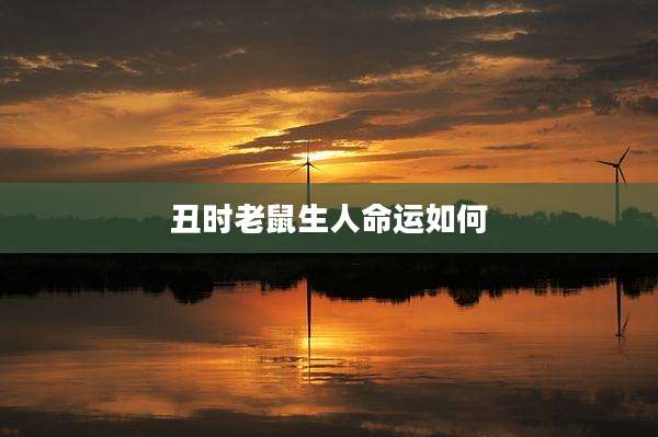 丑时老鼠生人命运如何