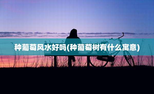 种葡萄风水好吗(种葡萄树有什么寓意)