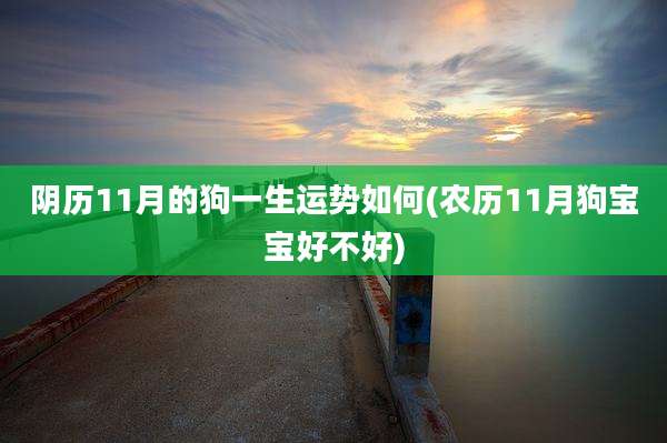 阴历11月的狗一生运势如何(农历11月狗宝宝好不好)