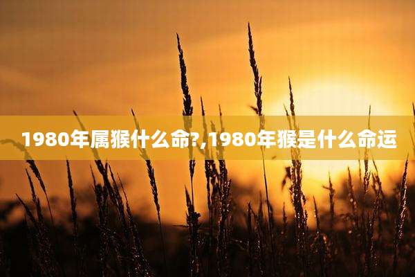 1980年属猴什么命?,1980年猴是什么命运