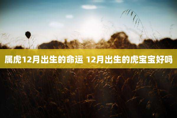 属虎12月出生的命运 12月出生的虎宝宝好吗