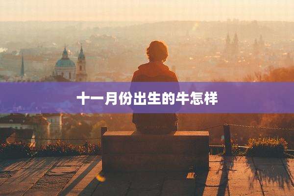 十一月份出生的牛怎样