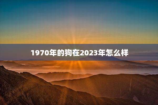 1970年的狗在2023年怎么样