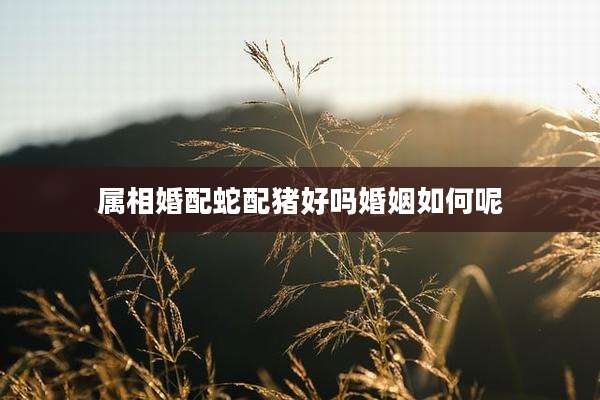 属相婚配蛇配猪好吗婚姻如何呢