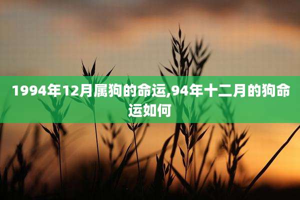 1994年12月属狗的命运,94年十二月的狗命运如何