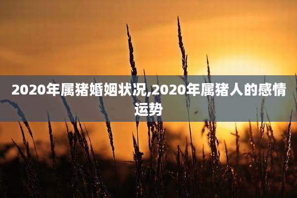2020年属猪婚姻状况,2020年属猪人的感情运势