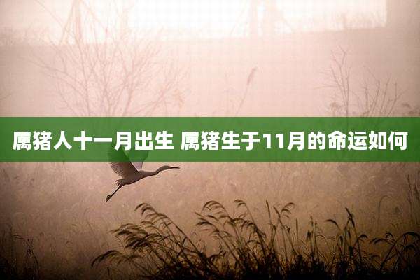 属猪人十一月出生 属猪生于11月的命运如何