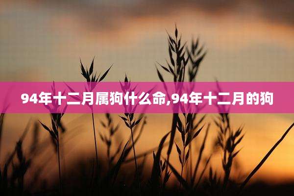 94年十二月属狗什么命,94年十二月的狗