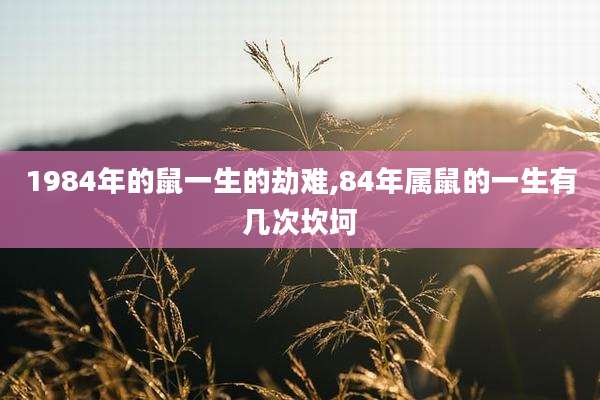 1984年的鼠一生的劫难,84年属鼠的一生有几次坎坷
