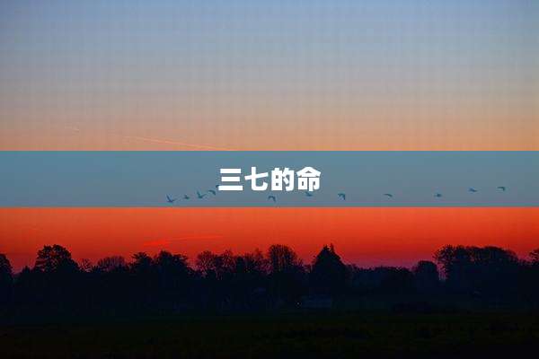 三七的命