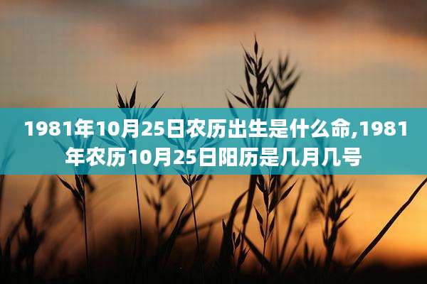 1981年10月25日农历出生是什么命,1981年农历10月25日阳历是几月几号