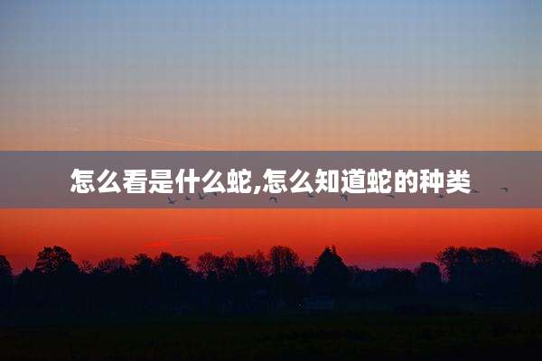 怎么看是什么蛇,怎么知道蛇的种类