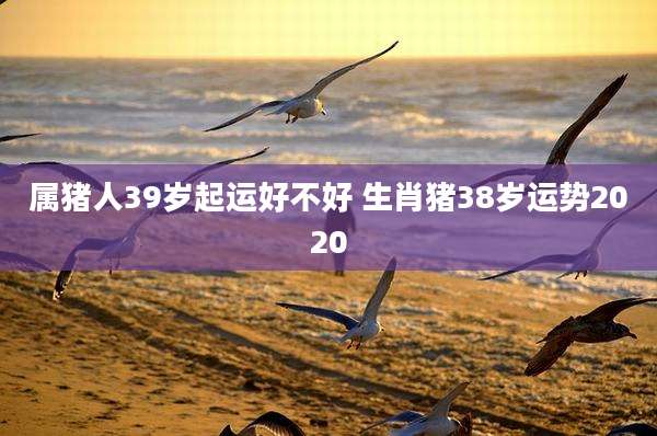 属猪人39岁起运好不好 生肖猪38岁运势2020